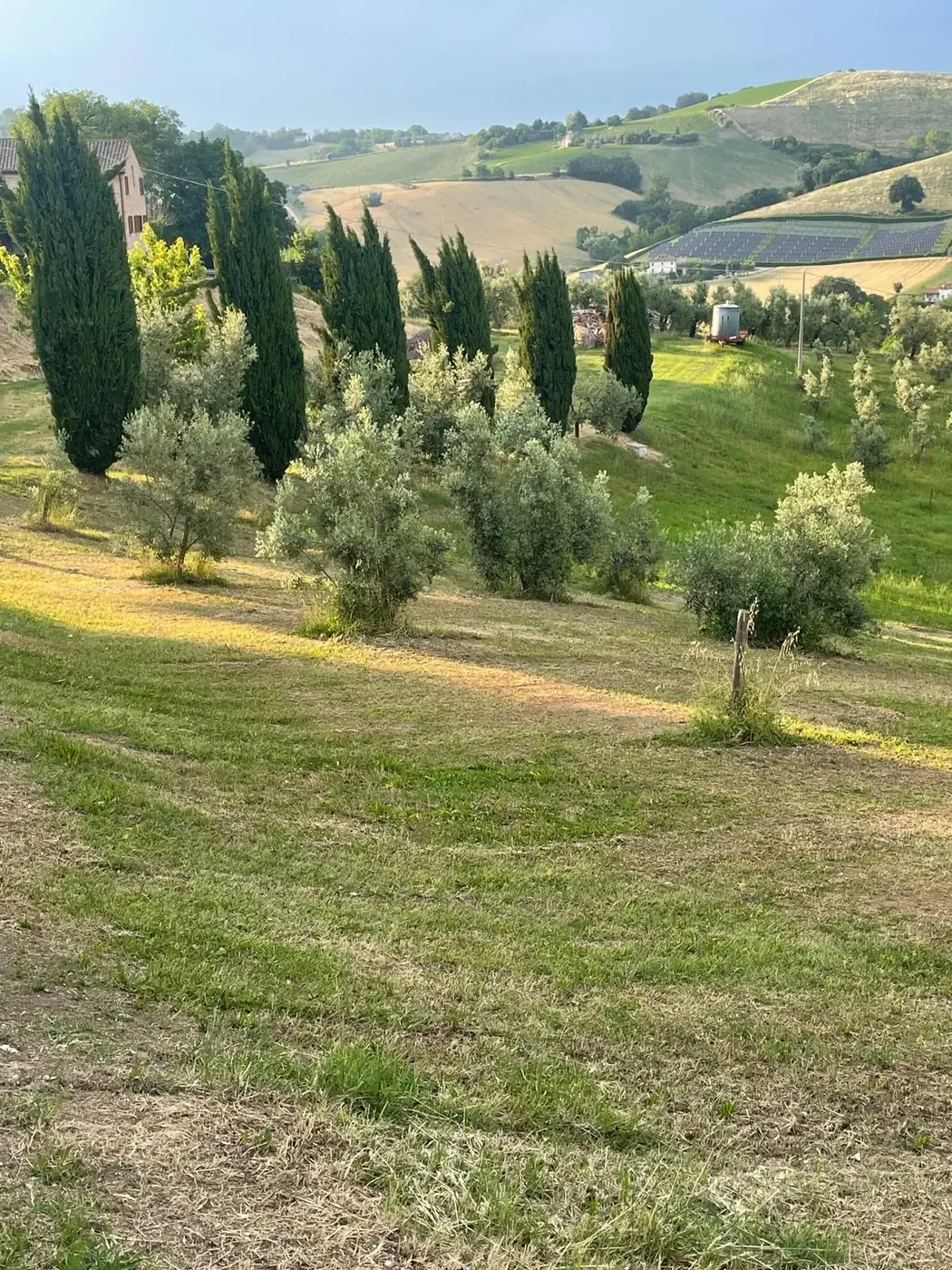An olive grove with cypress trees on the rolling hills of Marche